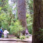 Giant Sitka Spruce